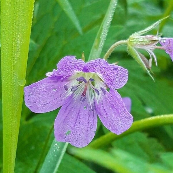 Geranium sylvaticum Flower