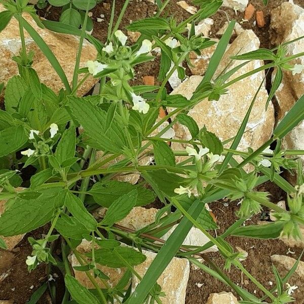 Stachys annua Foglia