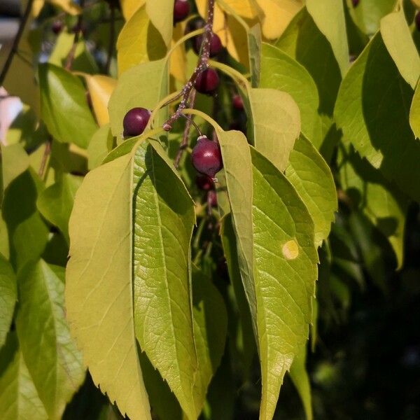 Celtis occidentalis Fruit