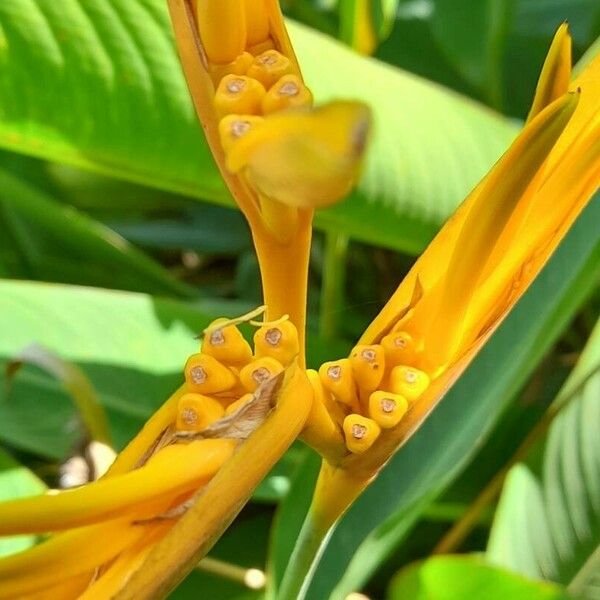 Heliconia psittacorum Flower