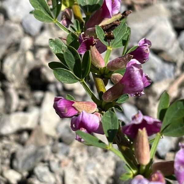 Chamaecytisus purpureus Õis