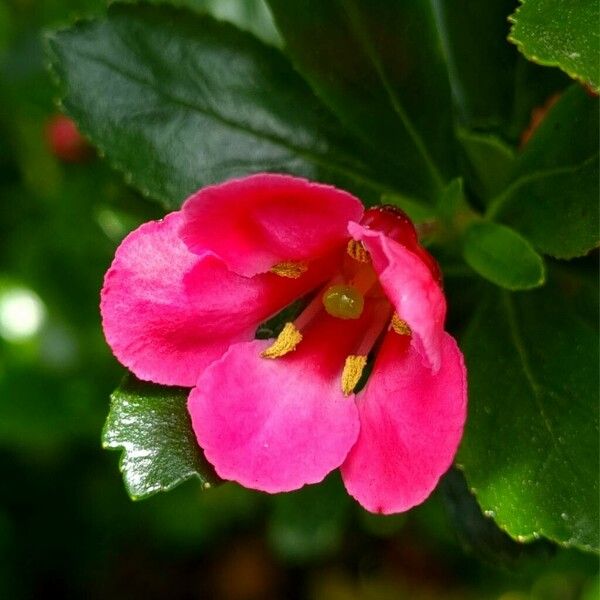 Escallonia rubra Blomma