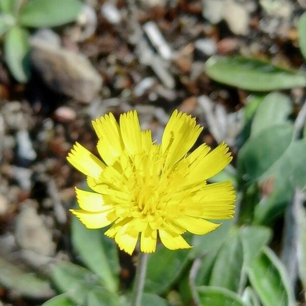 Pilosella officinarum Flower