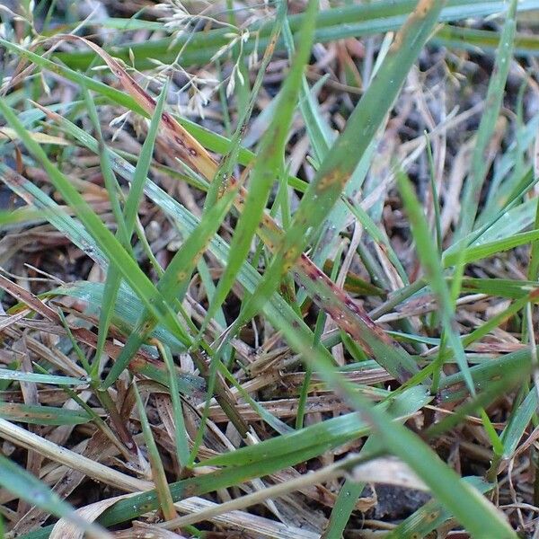 Agrostis stolonifera 整株植物