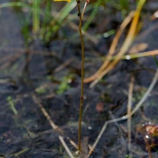 Utricularia minor ᱛᱟᱦᱮᱸ