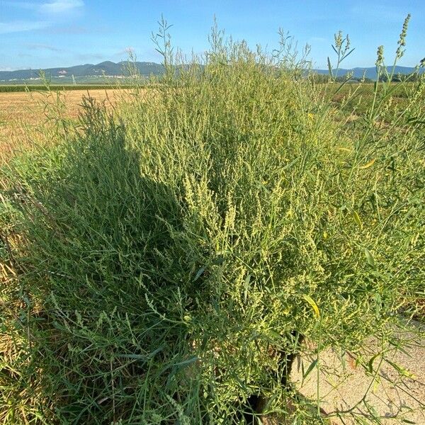 Atriplex littoralis Habitus