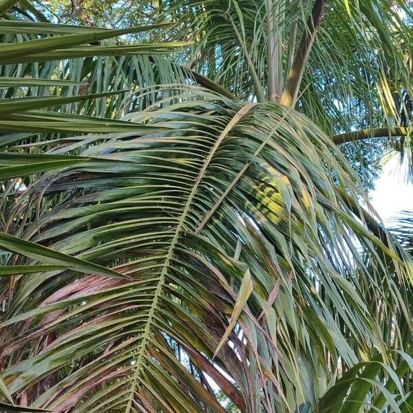 Roystonea borinquena Blad