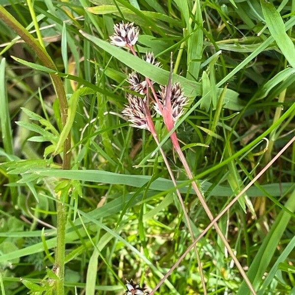 Luzula campestris Flower