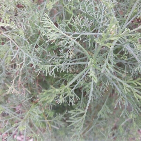 Artemisia abrotanum Blad