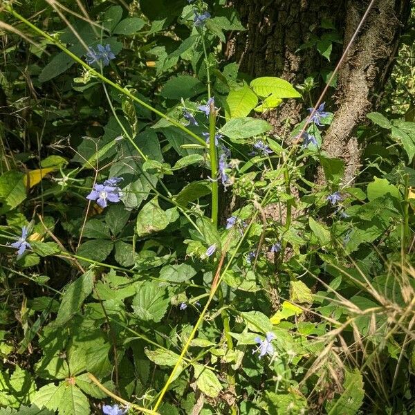 Campanulastrum americanum Blatt