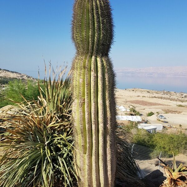 Carnegiea gigantea Лист