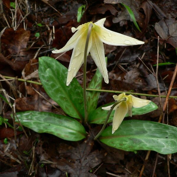 Erythronium oregonum Flower