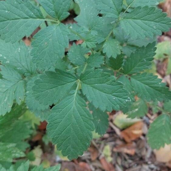 Agrimonia gryposepala Leaf