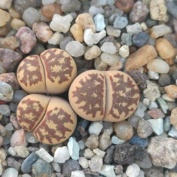 Lithops dinteri Bark