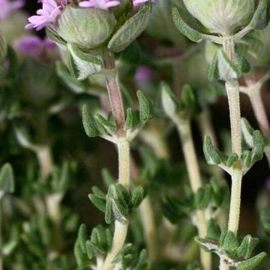 Thymus camphoratus Ďalší