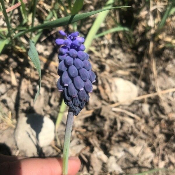 Muscari neglectum Virág