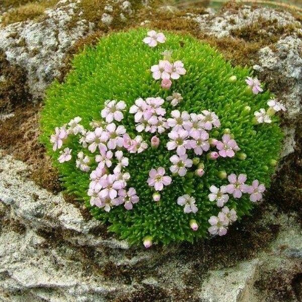 Silene acaulis Flower