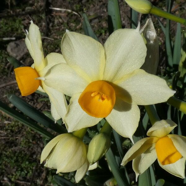 Narcissus tazetta Flower