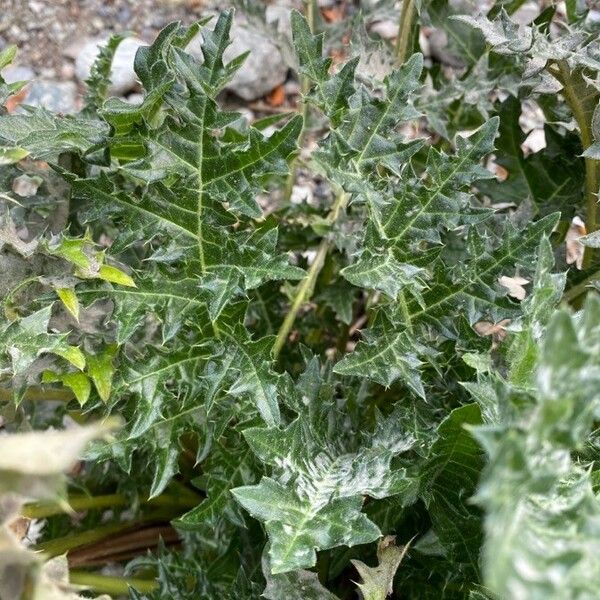 Acanthus spinosus Frunză