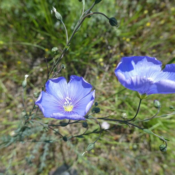 Linum austriacum Fleur