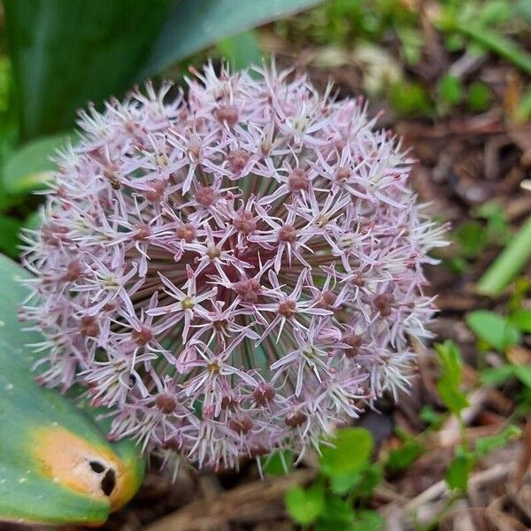 Allium karataviense 花