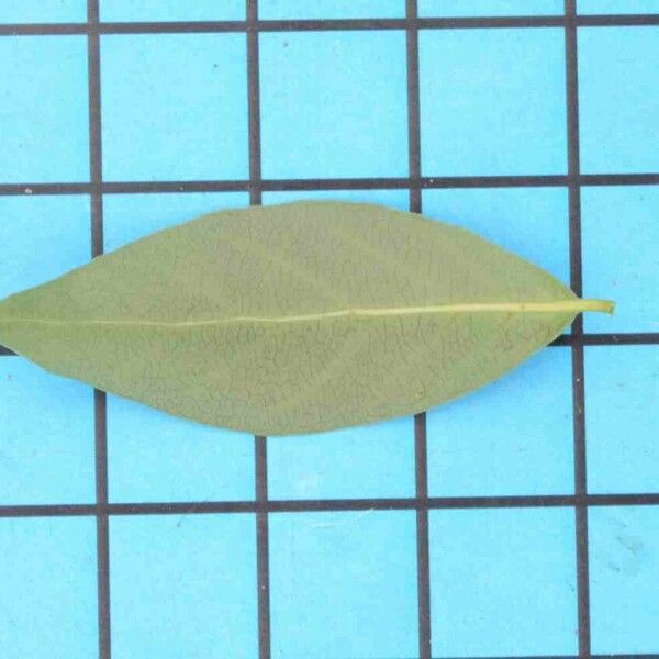 Forsteronia glabrescens Leaf