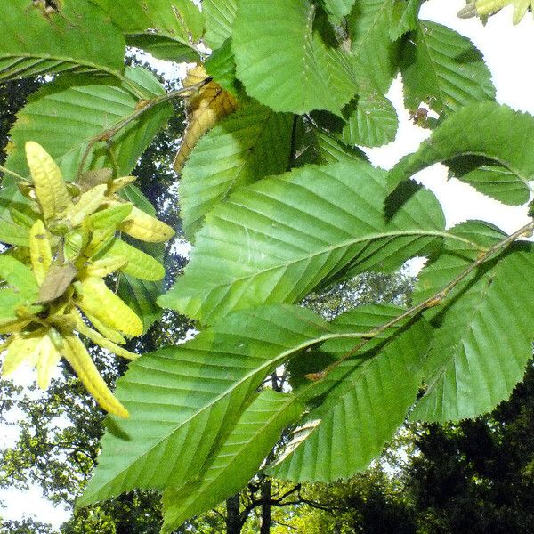 Carpinus betulus Hostoa