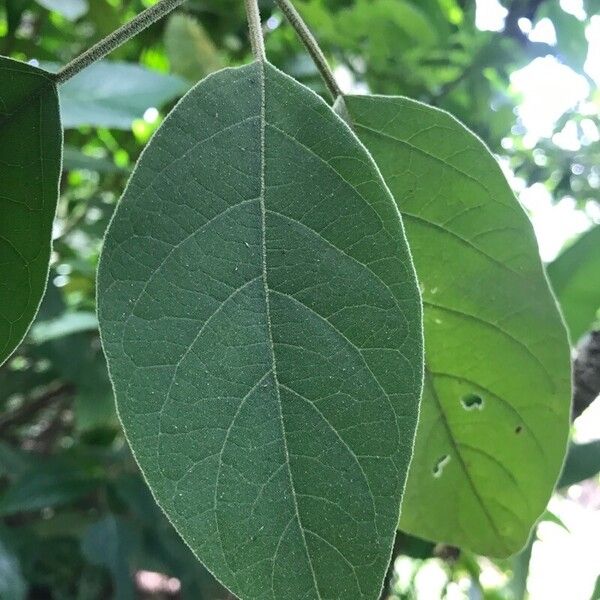 Solanum erianthum Blatt