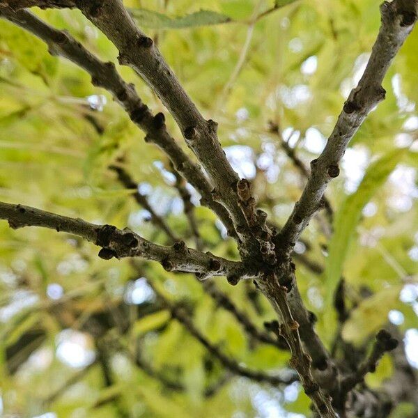 Fraxinus angustifolia Кора