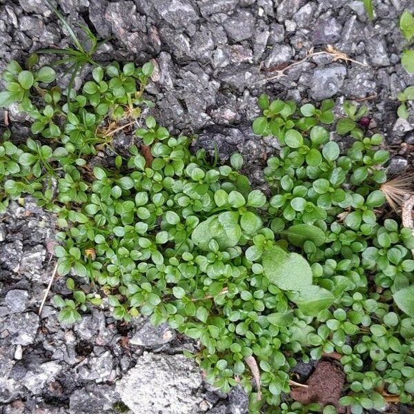 Polycarpon tetraphyllum Hàbitat