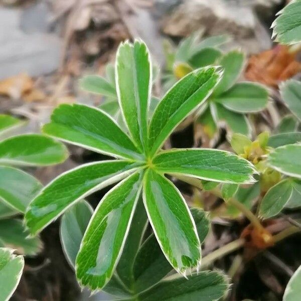 Alchemilla alpina Leaf
