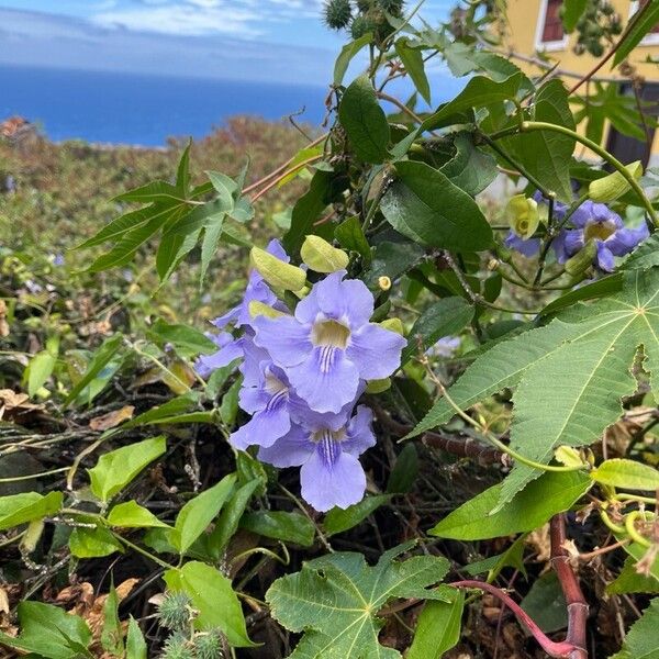 Thunbergia grandiflora Flower