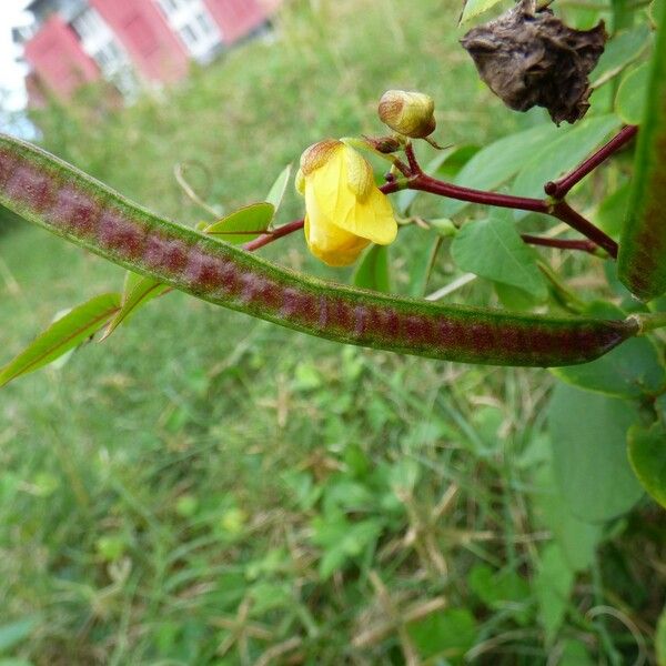 Senna occidentalis Vili