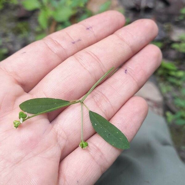 Euphorbia graminea Folio