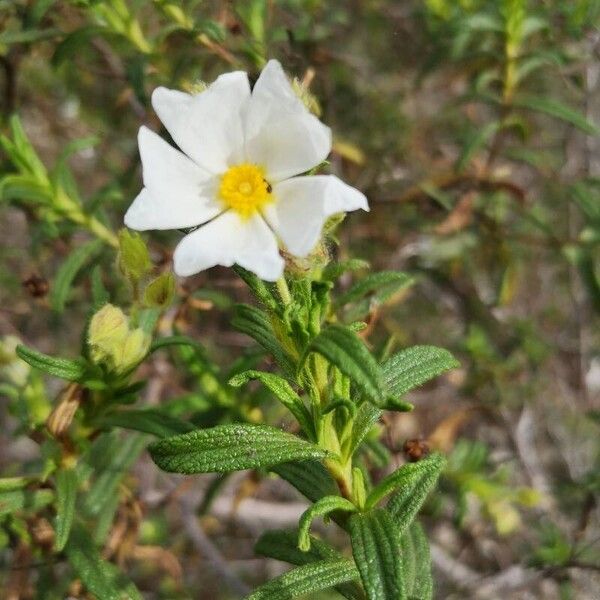 Cistus monspeliensis Blomst