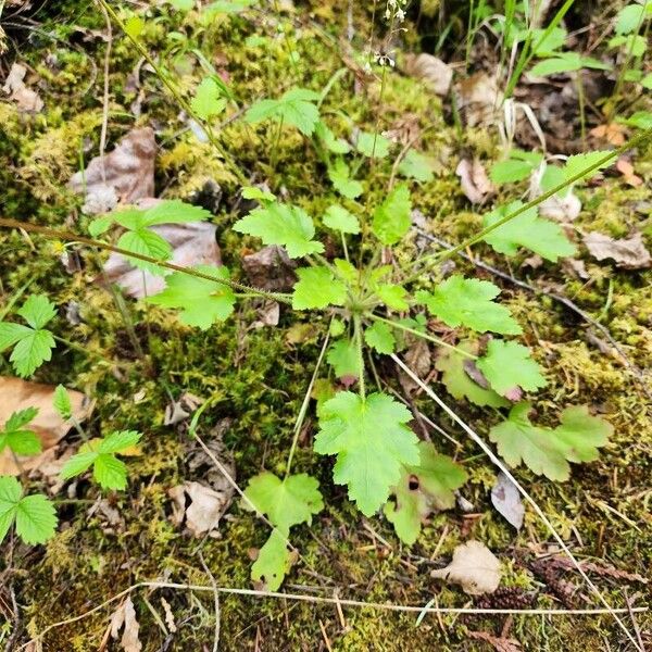 Tiarella trifoliata 葉