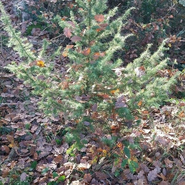 Taxus canadensis Leaf