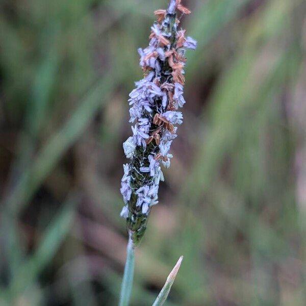 Alopecurus geniculatus Flor