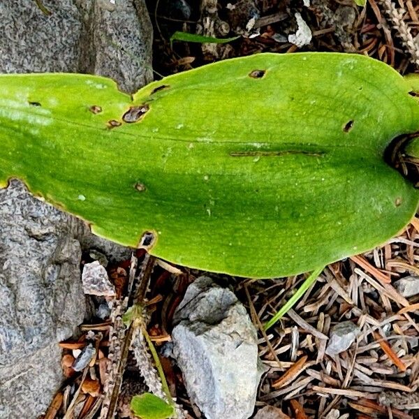 Platanthera bifolia Leaf