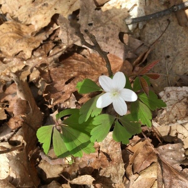 Anemonoides quinquefolia Flor