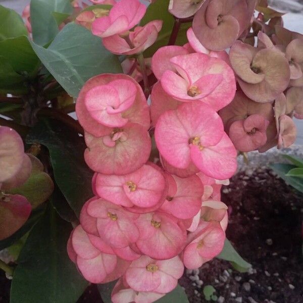 Euphorbia milii Flor