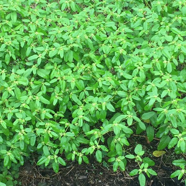 Croton monanthogynus Leaf