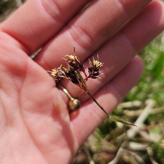 Luzula campestris Flower