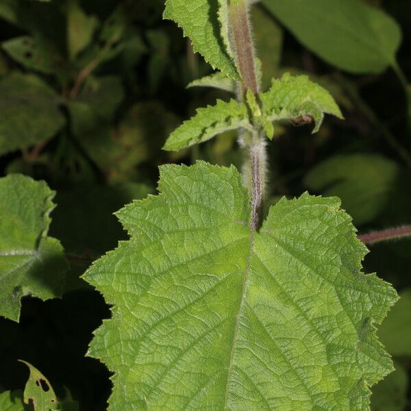 Hyptis suaveolens Ліст