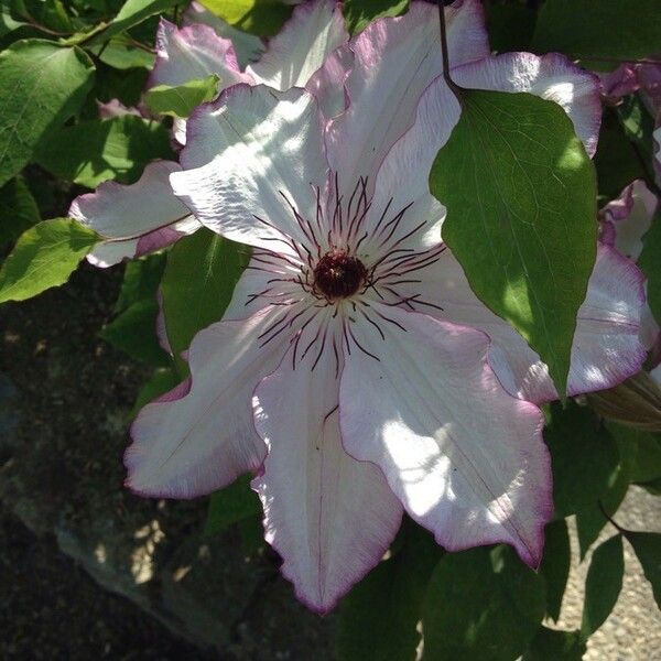 Clematis patens Flower