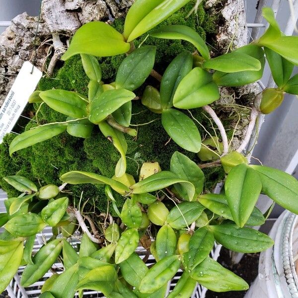 Bulbophyllum sandersonii 整株植物