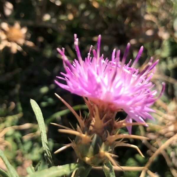 Centaurea calcitrapa Lorea