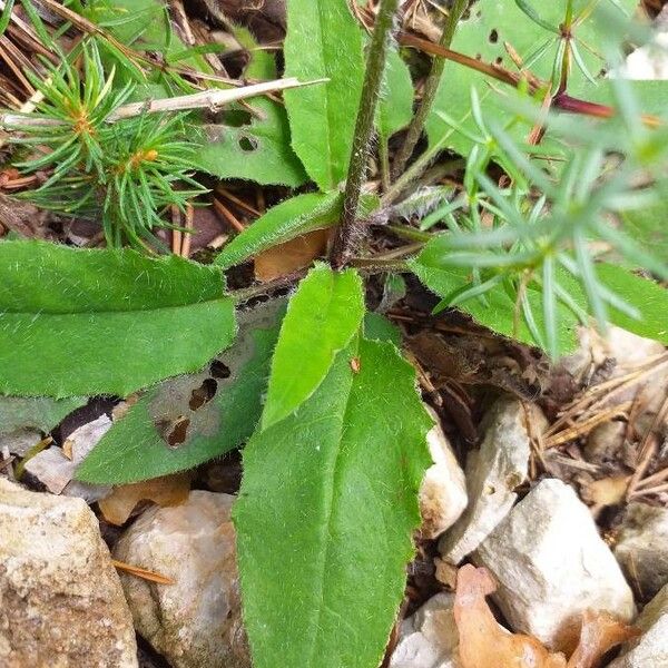 Hieracium lachenalii Leaf