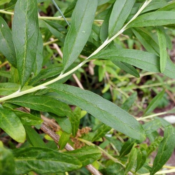 Buddleja alternifolia Leaf