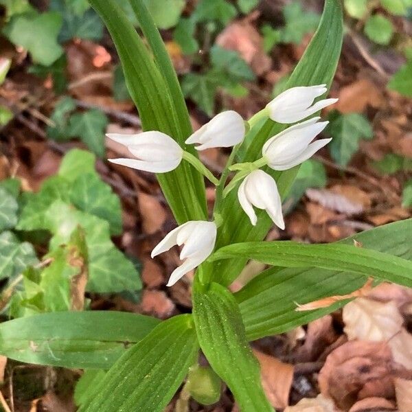 Cephalanthera longifolia 花